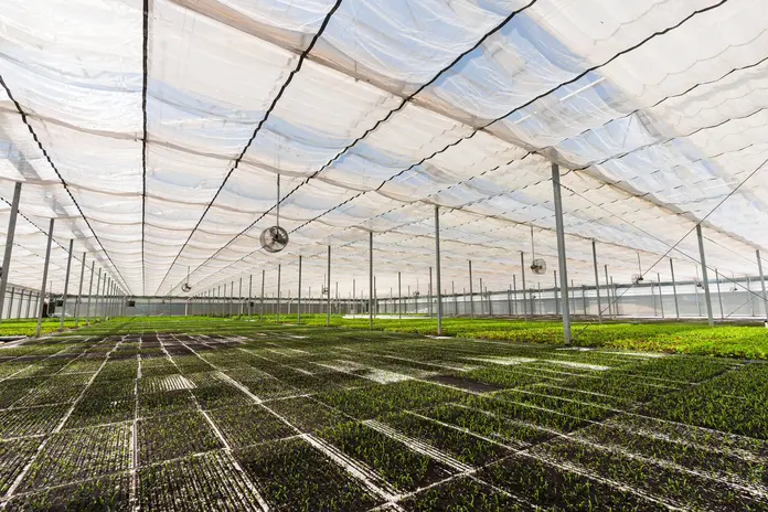 Interior of a greenhouse with rows of young plants growing under a translucent roof.