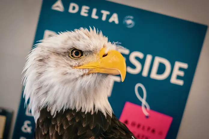 Close-up of a bald eagle with a Delta-branded sign blurred in the background.