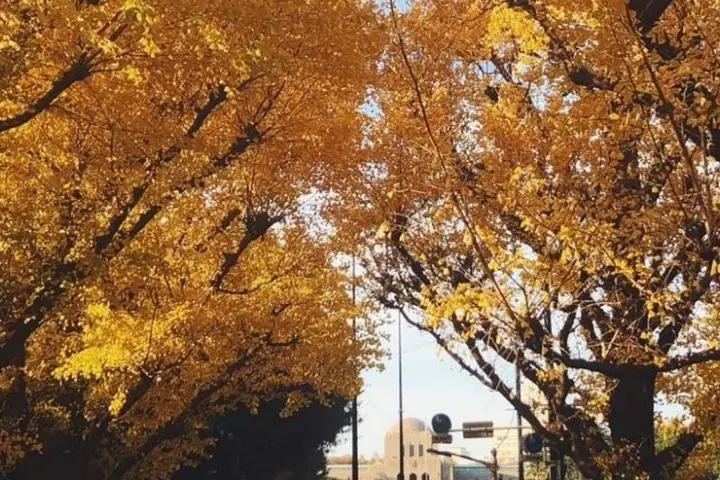 Leaves on the trees in Tokyo turn yellow and red in autumn, and you can enjoy visiting beautiful gardens and parks in the center of the city.