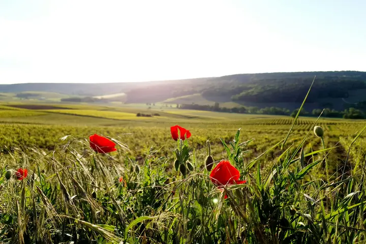 Red flowers in a field in the Champagne region of France