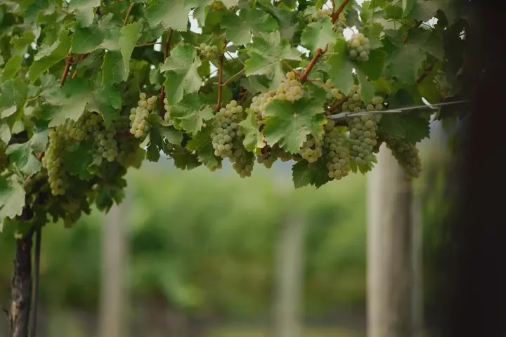 Close-up of green grape clusters hanging from grapevines in a vineyard.