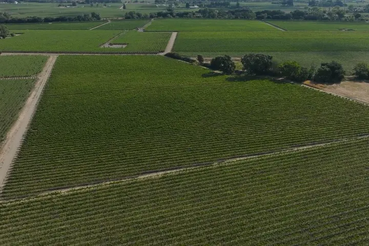 Aerial view of expansive vineyard fields with neatly planted rows of grapevines and intersecting dirt roads.