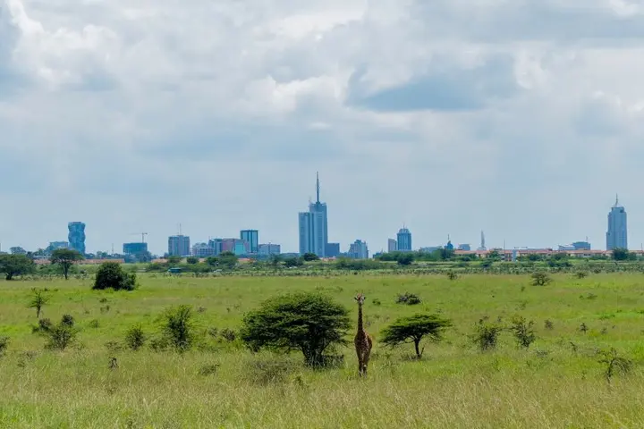 The Nairobi National Park with backdrop of Nairobi's Skyscrapers