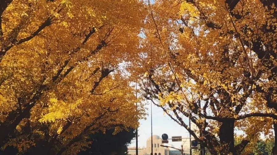 Leaves on the trees in Tokyo turn yellow and red in autumn, and you can enjoy visiting beautiful gardens and parks in the center of the city.