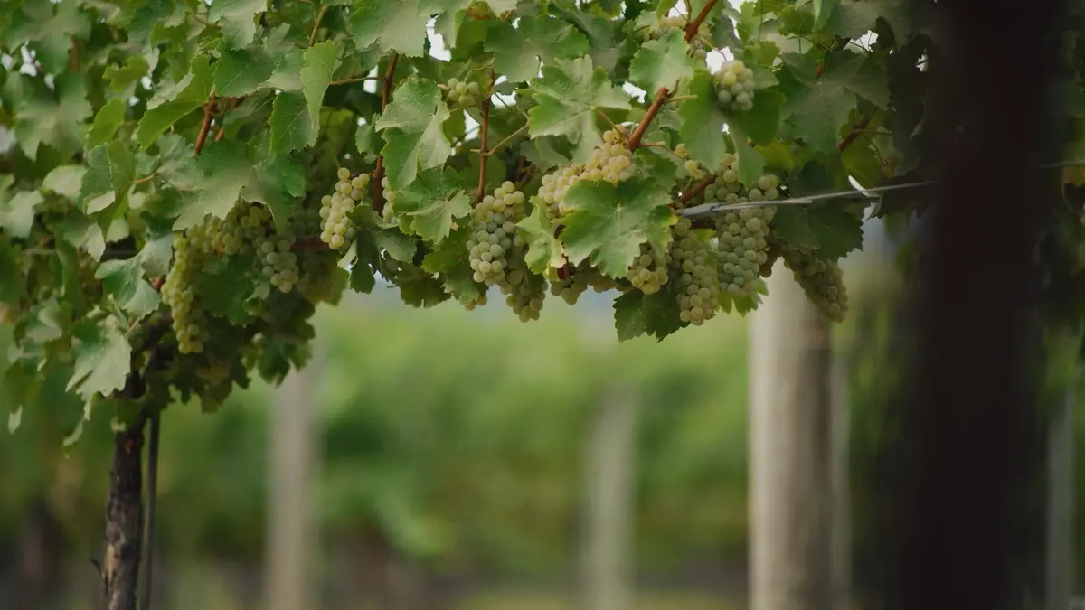 Close-up of green grape clusters hanging from grapevines in a vineyard.