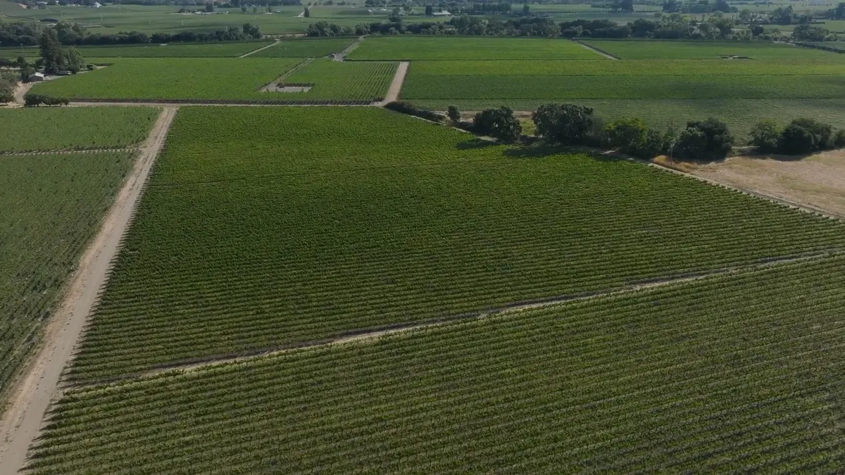 Aerial view of expansive vineyard fields with neatly planted rows of grapevines and intersecting dirt roads.